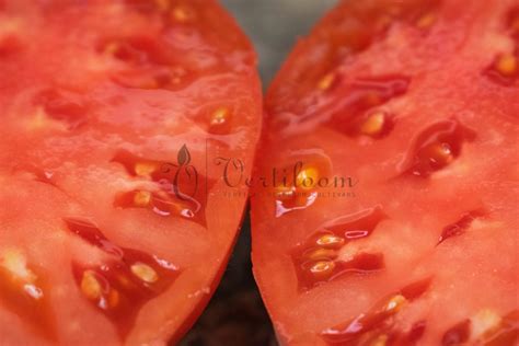 Giant Belgium Tomate Vertiloom