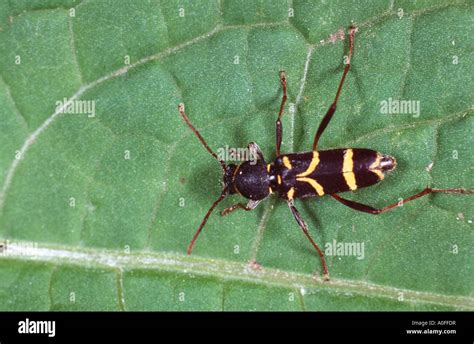 Wasp Beetle Clytus Arietis Imago Stock Photo Alamy