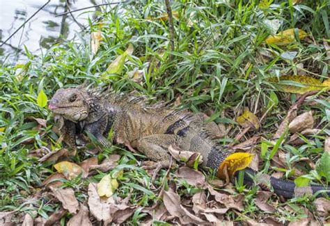 Facts About Iguanas Information Pictures And Video