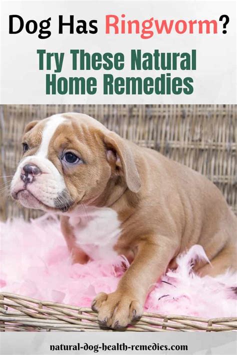 Natural Dog Ringworm Remedies Home Treatment For Ringworm On Dogs