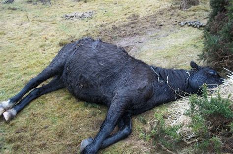 Swep Welfare Callout Blog Dartmoor Hill Pony Left To Die As Owner With