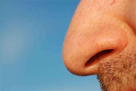 Human Nose Pictures Images And Stock Photos Istock