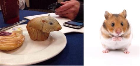 We don't know whether to eat this muffin that looks like a hamster or ...