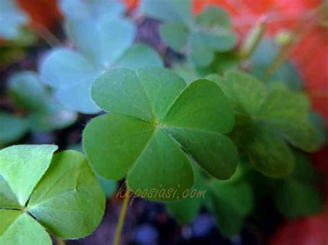 Check spelling or type a new query. 10 Manfaat Daun Semanggi Untuk Kesehatan