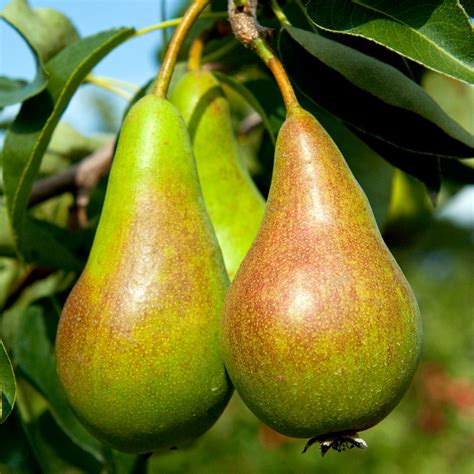 7 Types Of Pears And The Best Ways To Eat Them
