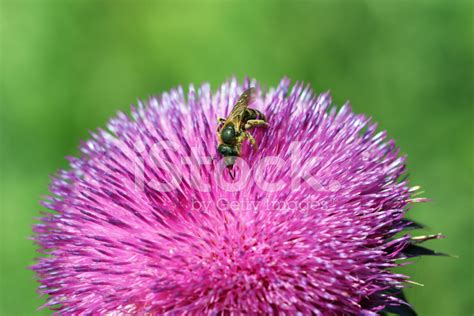 Bee On Flower Spring Season Stock Photos