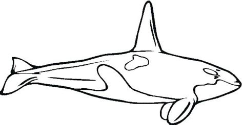 All whale blue sperm coloring page pages with click whales free view printable version color online compatible ipad android tablets. Sperm Whale Drawing | Free download on ClipArtMag