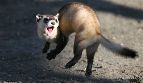 New Rule Could Help Black Footed Ferrets Make A Comeback