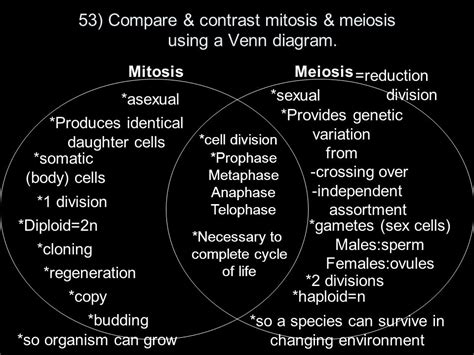 Meiosis And Mitosis Venn Diagram Wiring Site Resource