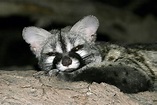 Coolest Nocturnal Animals Around the World