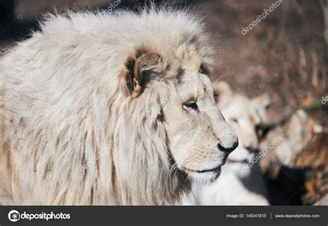 Albino Male Lion Beautiful Albino White Lions — Stock Photo © Nd3000