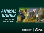 Watch Animal Babies: First Year on Earth: Season 1 | Prime Video