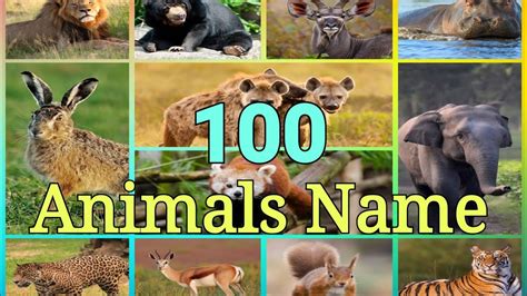 Learn 100 Animals Name In English For Preschool Learner