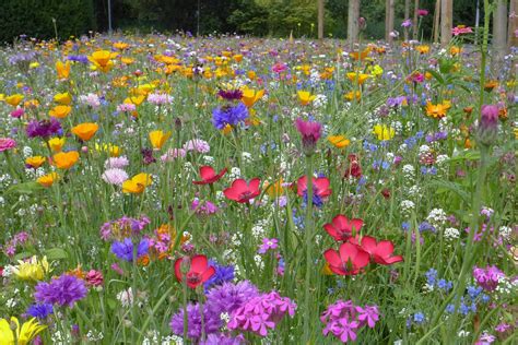 Blomsteräng Sommaren Sommarblommor · Gratis Foto På Pixabay