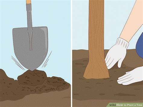 How To Plant A Tree 14 Steps With Pictures Wikihow