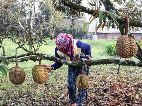 Wisata Kebun Durian Di Wagir Wisata Malang