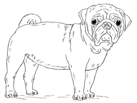 Search through 623,989 free printable colorings at getcolorings. Cute Pug Dog coloring page | Free Printable Coloring Pages