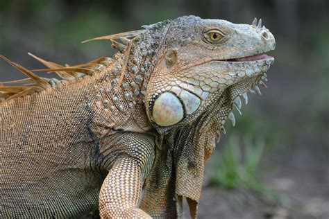 Filegreen Iguana Palo Verde Wikimedia Commons