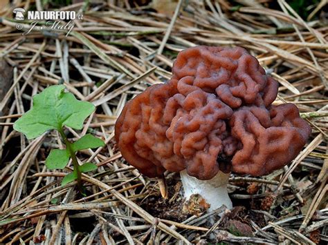 Gyromitra Esculenta Pictures False Morel Images Nature Wildlife