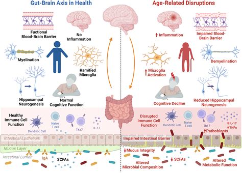 The Gut Microbiota Is An Emerging Target For Improving Brain Health