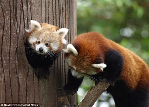 Say Hello To The World Lily The Baby Red Panda Ventures