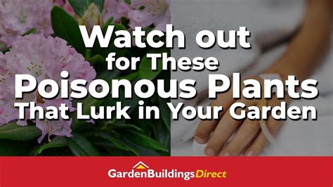 9 Poisonous Plants That Might Be Lurking In Your Garden Youtube