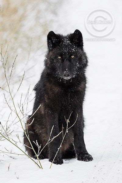 Black Wolf In Snow Photos Wildlife Wolves And Kin Pinterest