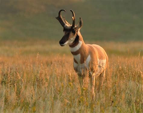 How To Judging A Pronghorn Antelope Buck In The Field The Best And