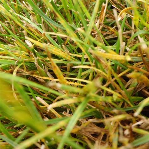 Identifying Some Common Lawn Diseases