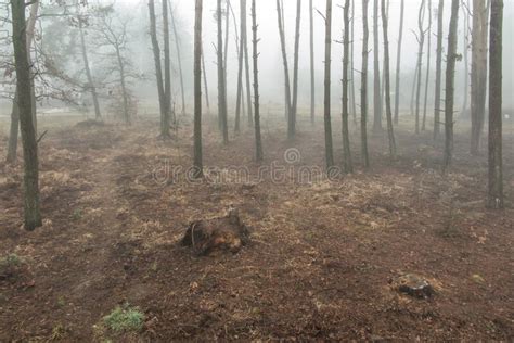 Fog In The Forest Creating A Gloomy Image Stock Photo Image Of