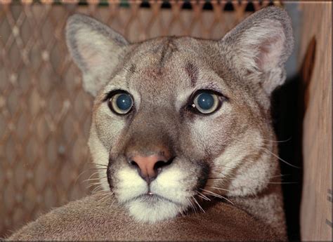 Cougar Subspecies And Facts Xamoboxblogspotcom Relax