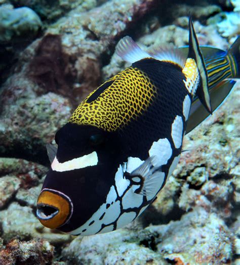 Clown Triggerfish Fish Pet Underwater Pets