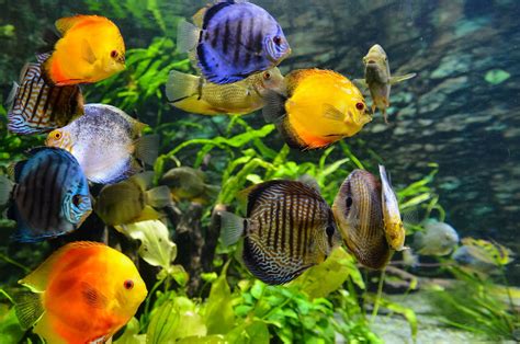 Vibrant Freshwater Aquarium Top Fish For Novice Aquarists