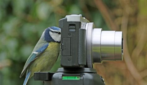 Best Beginner Camera For Wildlife Photography Thats Where This Guide