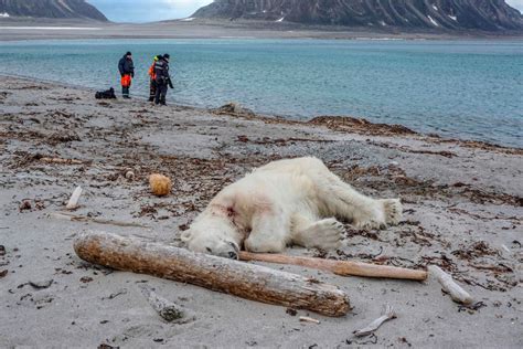 Polar Bear Shot Dead For Attacking Cruise Ship Guard Snowbrains