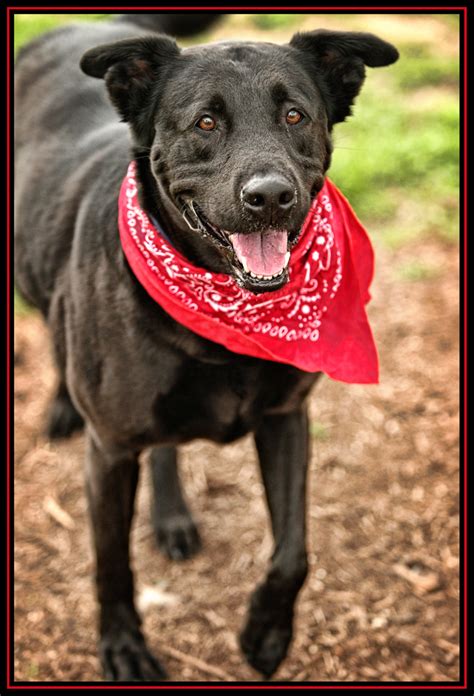 These dogs are available for adoption via aspca adoption center at 424 e. Houston SPCA Adoptable Dogs: February 2013