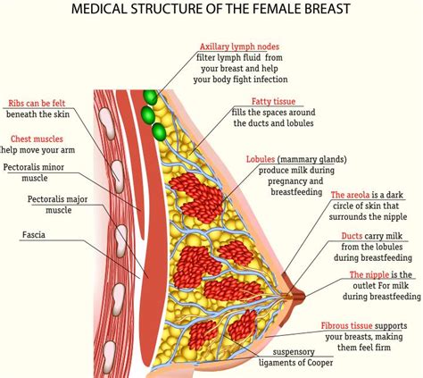 female breast anatomy model of pregnancy and lactation breast anatomy model of pregnancy and