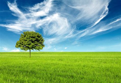 Beautiful Clean Landscape Stock Image Image Of Green 17792007