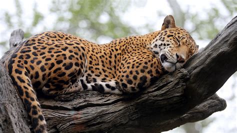 A carnivorous spotted large cat native to south and central america. Treat Yo' Jaguars | Elmwood Park Zoo
