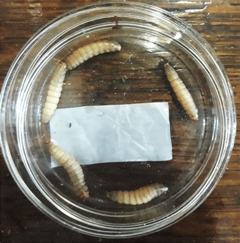Setup Of The Diet Experiments Showing Greater Wax Moth Larvae Exposed