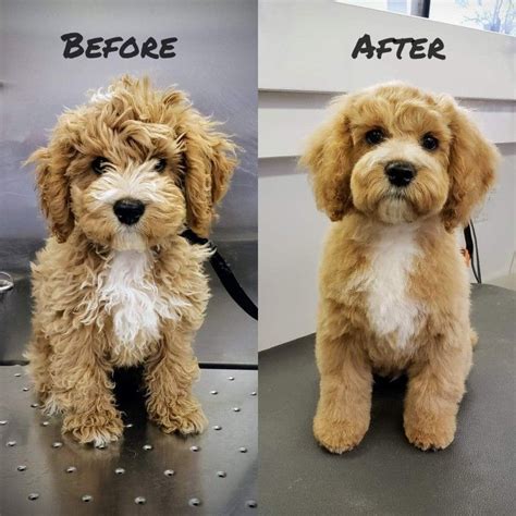 Jeff Pick Shorter Less Mustaches In 2020 Puppy Grooming Cavapoo