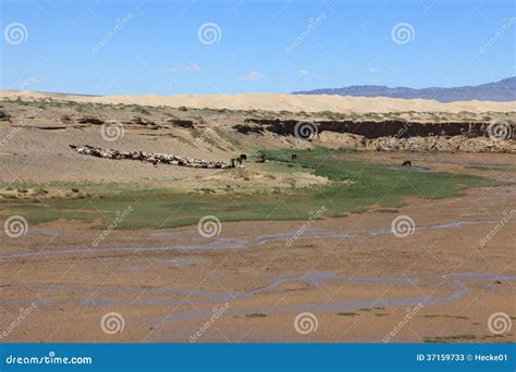 Oasis In The Desert Gobi Stock Image Image Of Mongolia 37159733