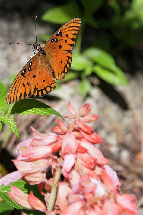 Gulf Fritillary Butterfly Near Pink Flowers Photograph By Bob Silverman