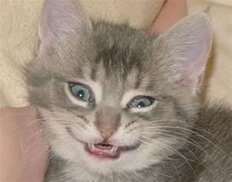 23 Derpy Cat Smiles That Will Brighten Up Your Day Thecatsite
