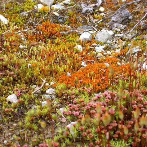 Tundra Mosses