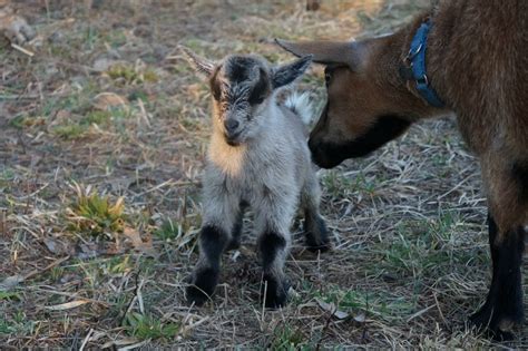 Newborn Nigerian Dwarf Doeling Summers Acres