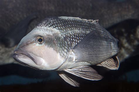 Fish Study Finds Stock Estimates May Be Off Coastal Review