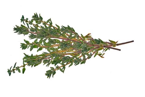 Small Sprig Of Thyme On Isolated Background Stock Image Image Of