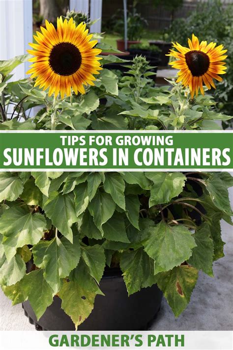 How To Grow Sunflowers In Containers Gardeners Path