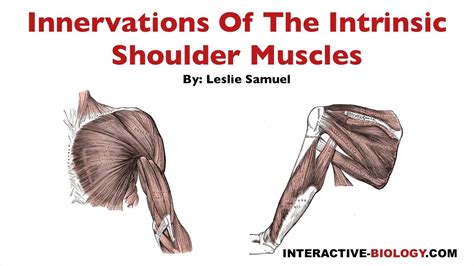 096 Innervations Of The Intrinsic Shoulder Muscles Youtube